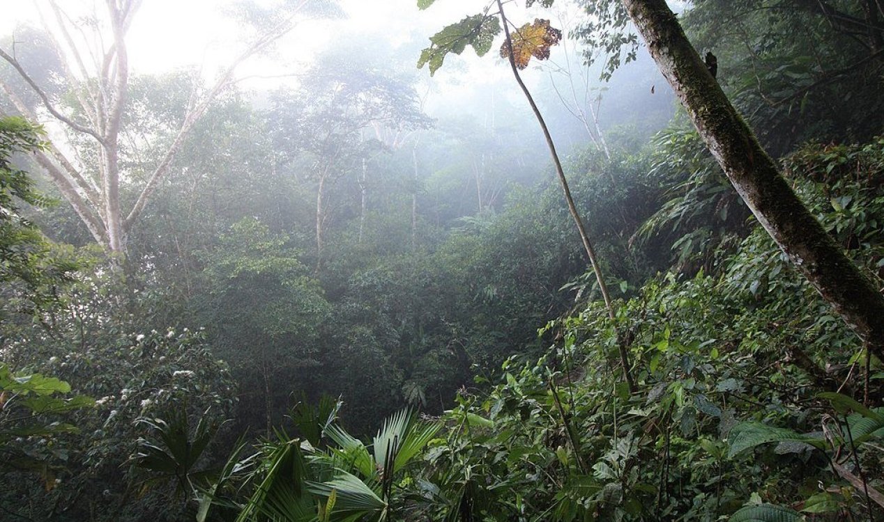 Dense green rainforest canopy in the Democratic Republic of the Congo